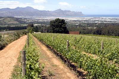 A view from the Merlot at Kings Kloof