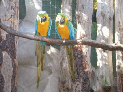 World of Birds, Cape Town