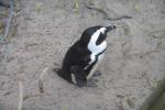 Penguin on Boulders Beach, Cape Town