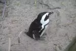 Penguin on Boulders Beach, Cape Town