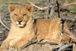 Drakenstein Lion park, Cape Town