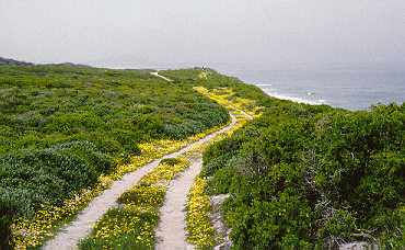 Koeberg Nature Reserve, Cape Town Nature, Cape Town