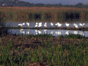 Rondevlei Nature Reserve, Cape Town Nature, Cape Town