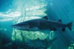 Shark, Two Oceans aquarium, Cape Town