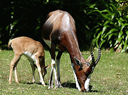 Tygerberg Zoo, Cape Town