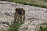 Vredenheim Lion and Game Park, Cape Town