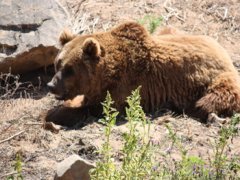 Brown Bear, Tygerberg Zoo, Cape Town