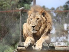 Male Lion, Tygerberg Zoo, Cape Town