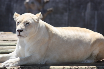 White Lion, Tygerberg Zoo, Cape Town