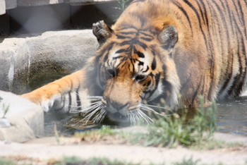Tiger, Tygerberg Zoo, Cape Town