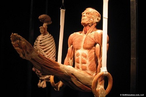 Body Worlds and the Cycle of Life Exhibition, Cape Town Blog, Cape Town
