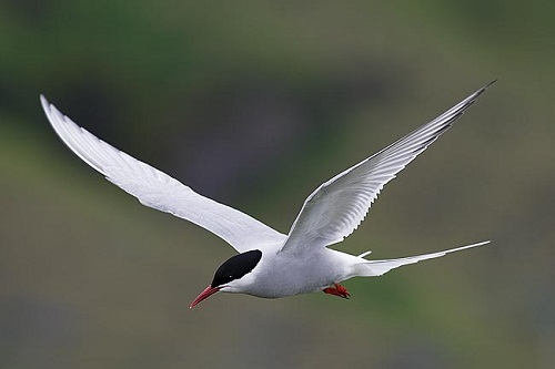 Arctic Tern, Cape Town Birding