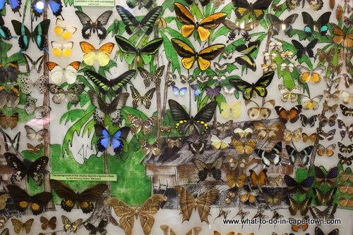 Butterfly World, Cape Town