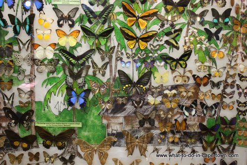 Butterfly Display at Butterfly World, Cape Town