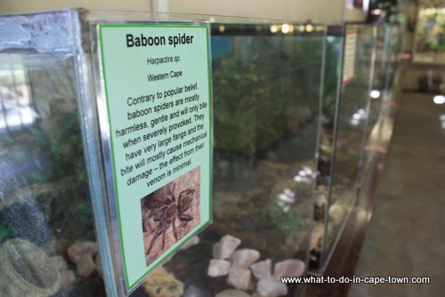 Spider Room at Butterfly World, Cape Town