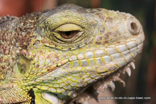 Iguana at Butterfly World, Cape Town Iguana at Butterfly World, Cape Town