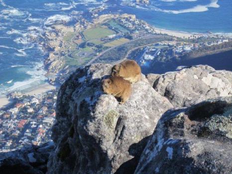 Cape Town Abseil