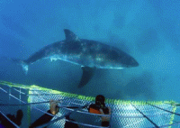 Shark Cage Diving, Cape Town