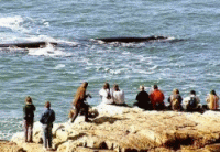 Whale Watching, Cape Town