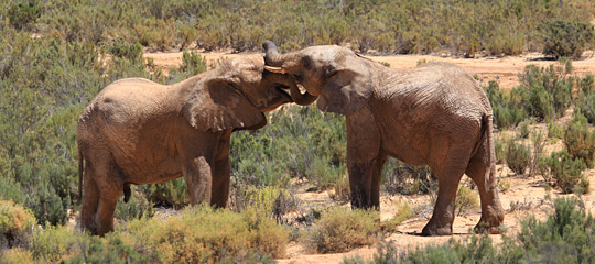 Elephants at Aquila Private Game Reserve 