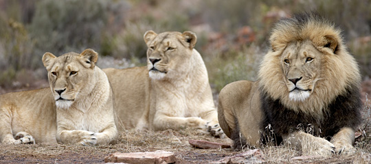 Lion at Aquila Private Game Reserve 