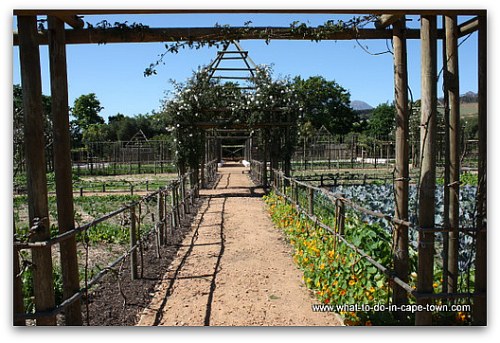 Edible Garden at Babylonstoren on the Paarl Wine Route