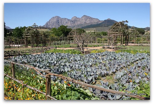 Edible Garden at Babylonstoren on the Paarl Wine Route