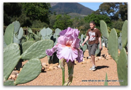 Edible Garden at Babylonstoren on the Paarl Wine Route