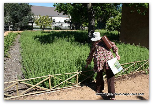 Edible Garden at Babylonstoren on the Paarl Wine Route