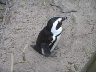 Penguin, Boulders Beach, Cape Town Kids, Cape Town