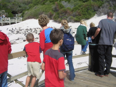 Penguins at Boulders Beach, Simons Town