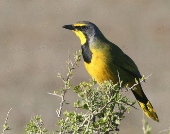 Bokmakierie, Cape Town Birds and Birding.