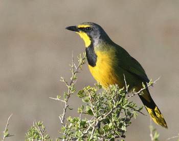 Bokmakierie, Cape Town Birding