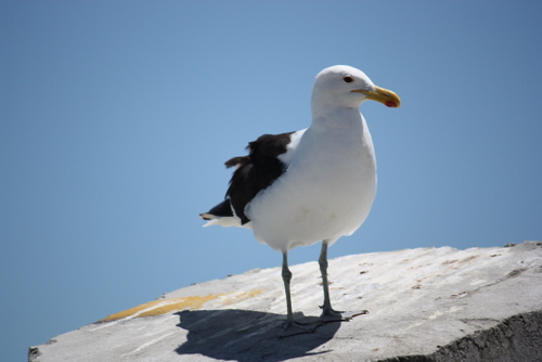 Cape Gull, Cape Town Birding