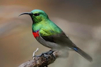 Double Collared Sunbird, Cape Town Birding