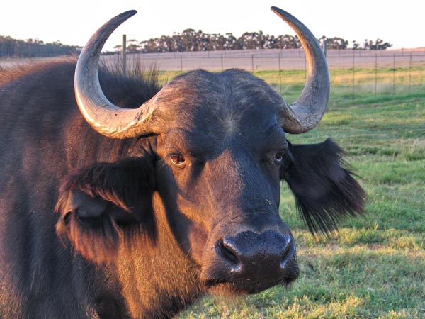 Diesease-free Buffalo Project at Bartholomeus Klip