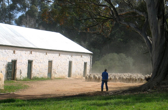 Flock of Merino Sheep at Bartholomeus Klip