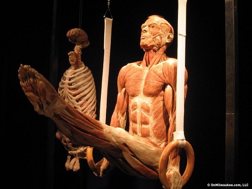 Body Worlds and the Cycle of Life Exhibition, Activities in January in Cape Town