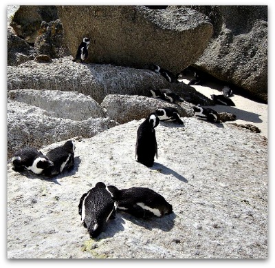 Penguins at Boulders Beach, Simons Town
