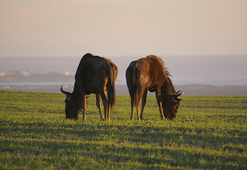 Wildebeest seen on a game drive at Buffelsfontein Game & Nature Reserve