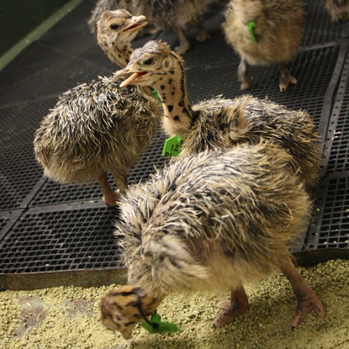 Chicks at Cape Point Ostrich Farm