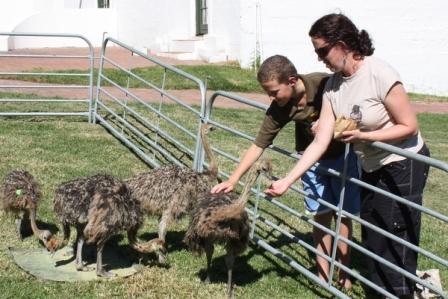 Cape Point Ostrich Farm