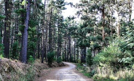 Cecilia Forest, Cape Town