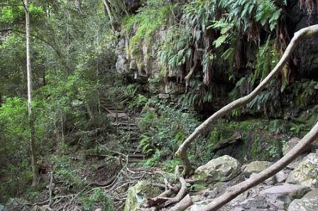 Cecilia Forest, Cape Town