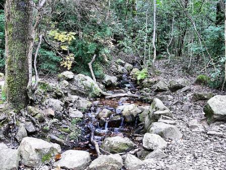 Cecilia Forest, Cape Town