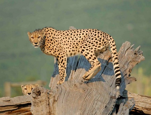 Enigma and Hemmingway at at Cheetah Outreach, Somerset West