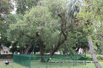 Saffraan Pear Tree, Company Garden