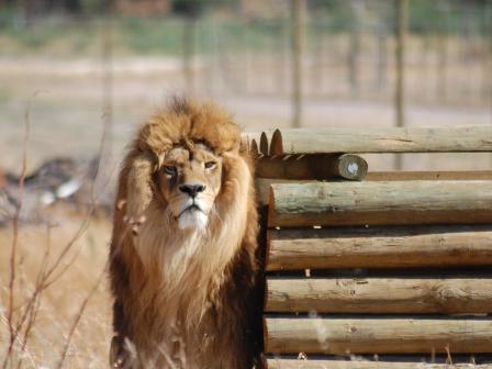 Dodo at Drakenstein Lion Park.