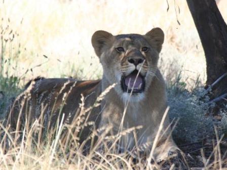 Suzanna at Drakenstein Lion Park