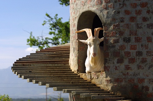 Goat Tower at Fairview Estate